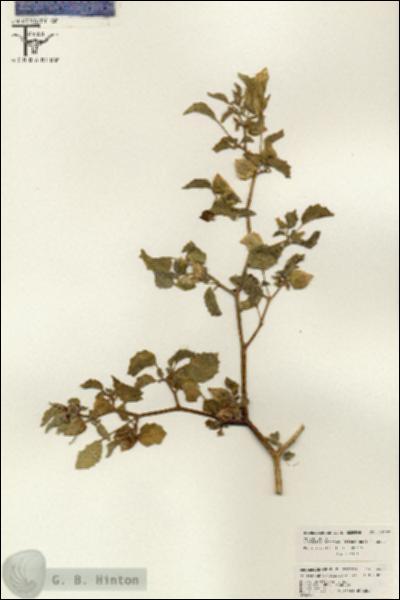URN_catalog_HBHinton_herbarium_26507.jpg.jpg