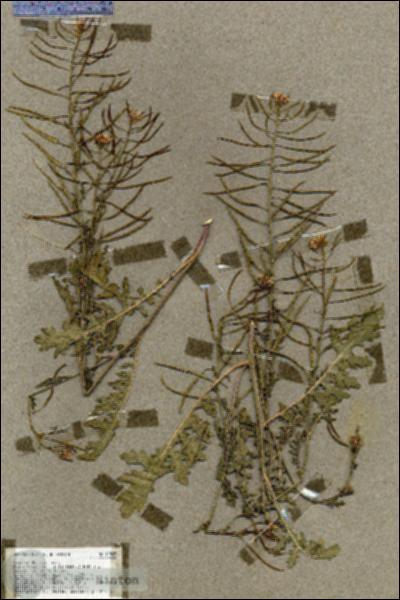 URN_catalog_HBHinton_herbarium_19505.jpg.jpg