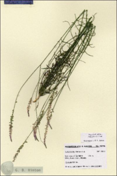 URN_catalog_HBHinton_herbarium_28776.jpg.jpg