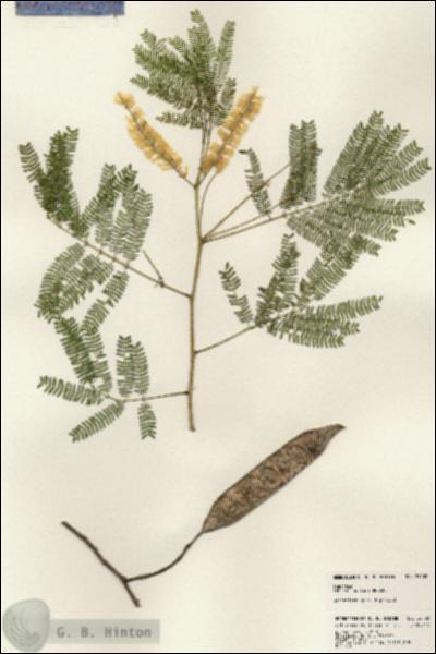 URN_catalog_HBHinton_herbarium_24102.jpg.jpg