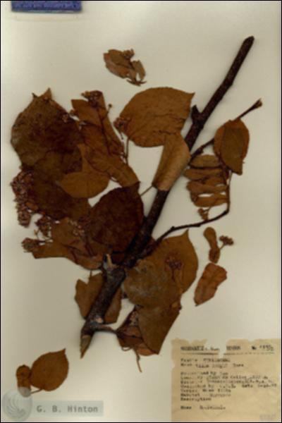 URN_catalog_HBHinton_herbarium_4120.jpg.jpg