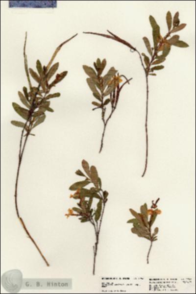 URN_catalog_HBHinton_herbarium_22946.jpg.jpg