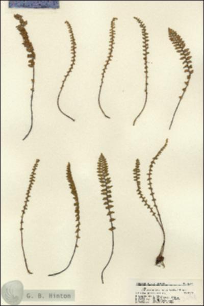 URN_catalog_HBHinton_herbarium_22194.jpg.jpg