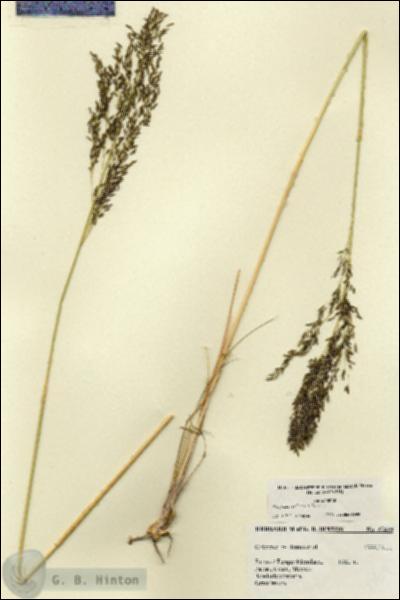 URN_catalog_HBHinton_herbarium_27459.jpg.jpg