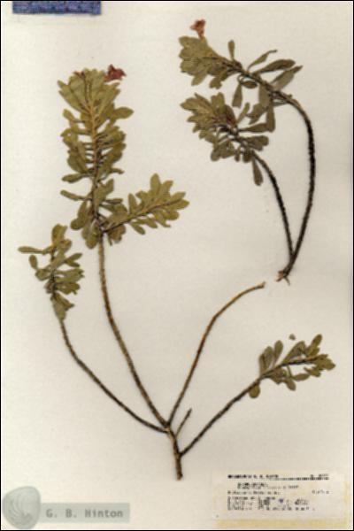 URN_catalog_HBHinton_herbarium_20929.jpg.jpg