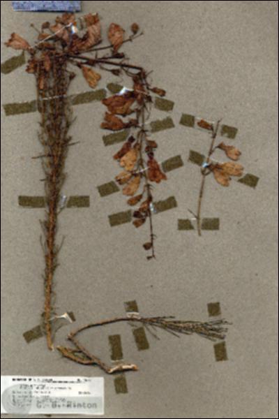 URN_catalog_HBHinton_herbarium_18473.jpg.jpg