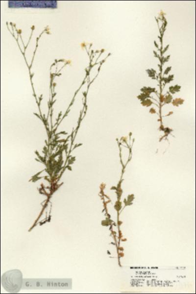 URN_catalog_HBHinton_herbarium_21176.jpg.jpg