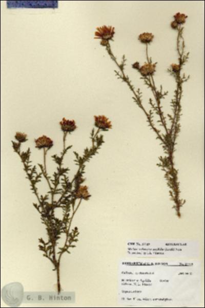 URN_catalog_HBHinton_herbarium_27719.jpg.jpg