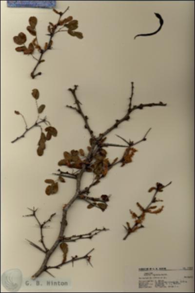 URN_catalog_HBHinton_herbarium_21819.jpg.jpg