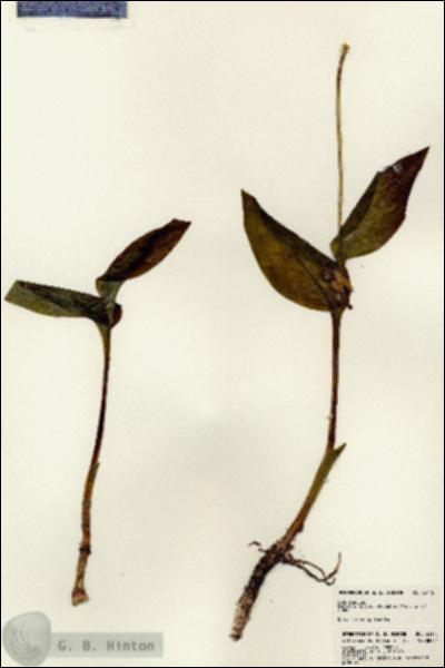 URN_catalog_HBHinton_herbarium_23175.jpg.jpg