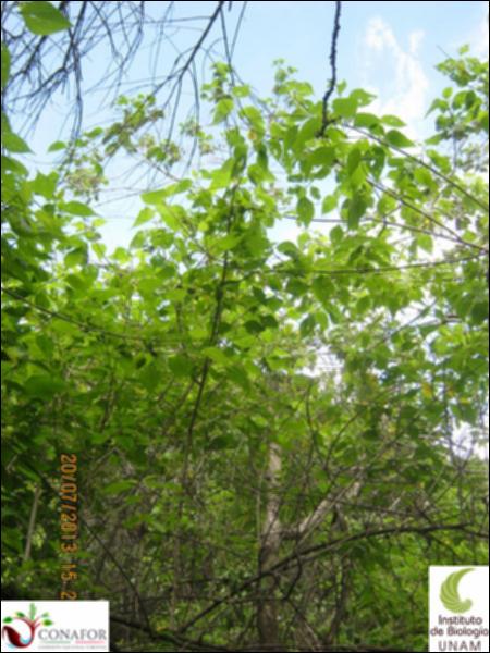 74957_S1_ARC_20130720_003_002.jpg.jpg