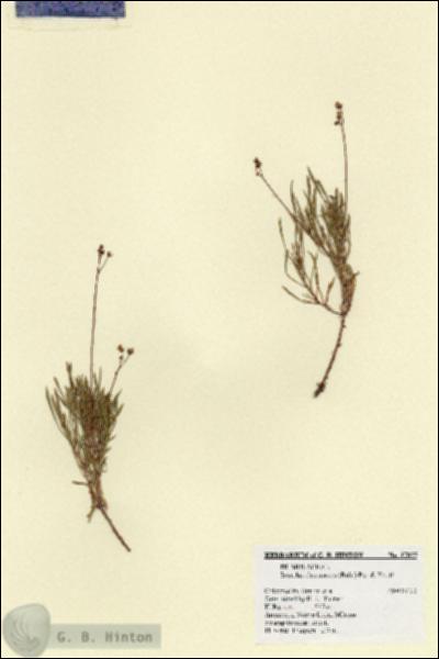 URN_catalog_HBHinton_herbarium_17855.jpg.jpg