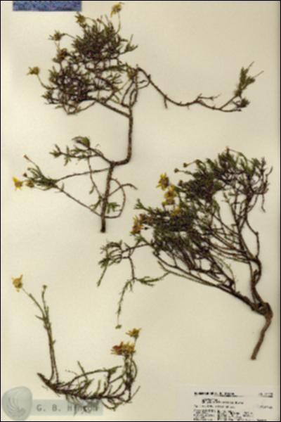 URN_catalog_HBHinton_herbarium_22178.jpg.jpg