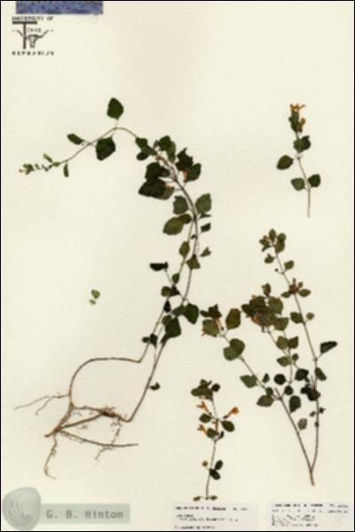 URN_catalog_HBHinton_herbarium_24781.jpg.jpg
