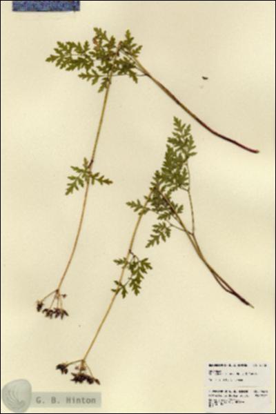 URN_catalog_HBHinton_herbarium_23438.jpg.jpg