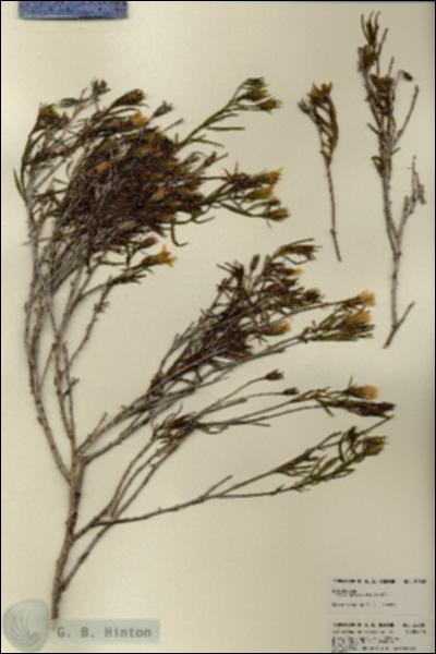 URN_catalog_HBHinton_herbarium_22800.jpg.jpg
