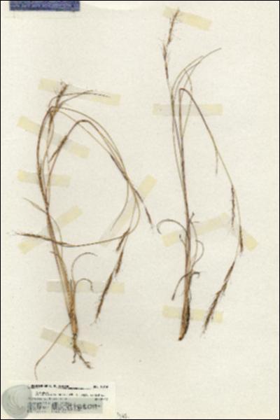 URN_catalog_HBHinton_herbarium_19746.jpg.jpg