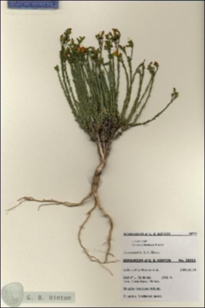 URN_catalog_HBHinton_herbarium_28553.jpg.jpg
