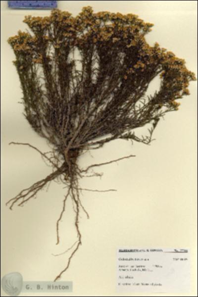 URN_catalog_HBHinton_herbarium_27788.jpg.jpg