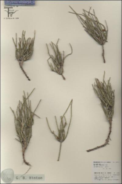 URN_catalog_HBHinton_herbarium_25891.jpg.jpg