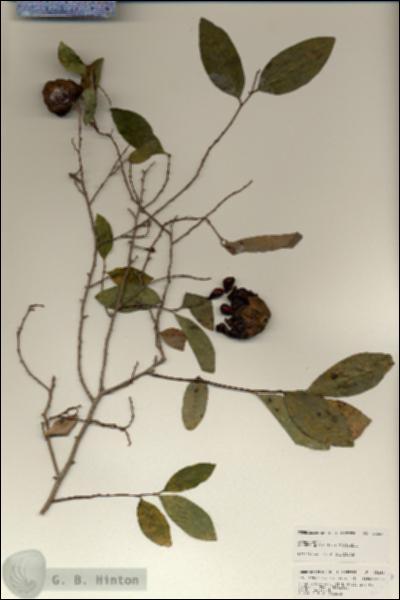 URN_catalog_HBHinton_herbarium_25253.jpg.jpg