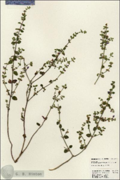 URN_catalog_HBHinton_herbarium_24419.jpg.jpg