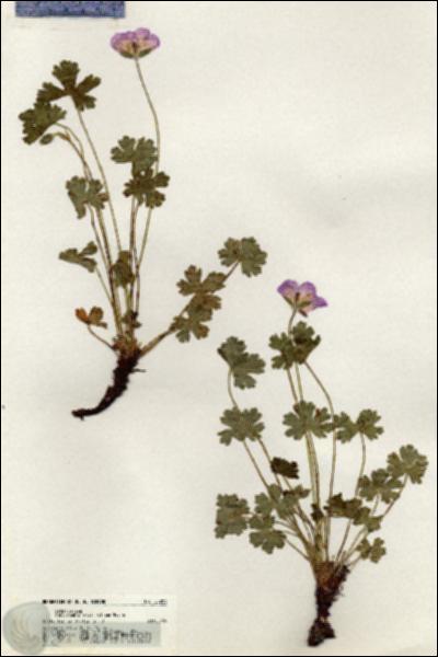 URN_catalog_HBHinton_herbarium_20283.jpg.jpg