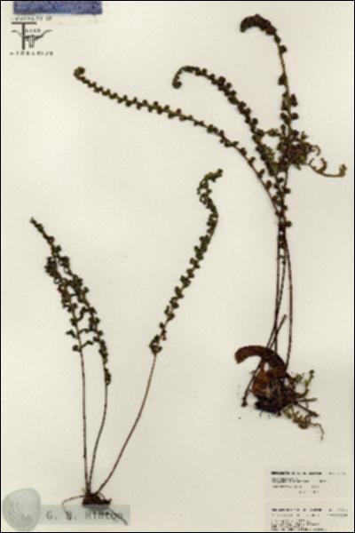 URN_catalog_HBHinton_herbarium_26362.jpg.jpg