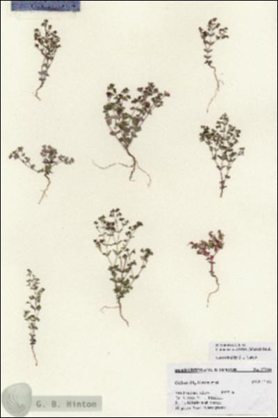 URN_catalog_HBHinton_herbarium_27244.jpg.jpg