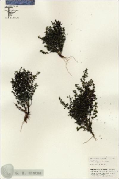 URN_catalog_HBHinton_herbarium_25637.jpg.jpg