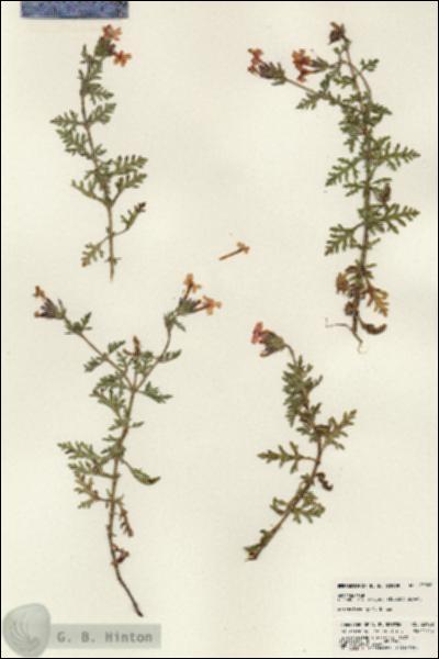 URN_catalog_HBHinton_herbarium_23928.jpg.jpg