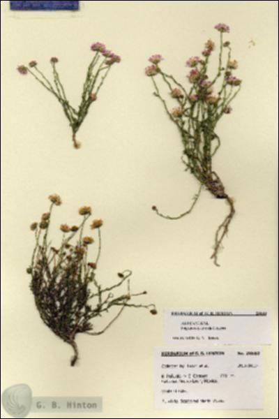 URN_catalog_HBHinton_herbarium_28680.jpg.jpg