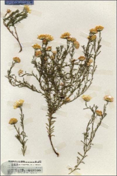 URN_catalog_HBHinton_herbarium_19879.jpg.jpg