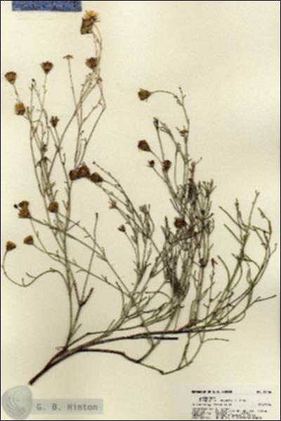 URN_catalog_HBHinton_herbarium_22166.jpg.jpg