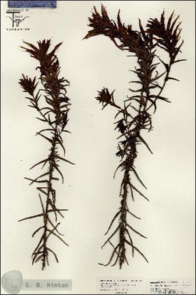 URN_catalog_HBHinton_herbarium_26452.jpg.jpg