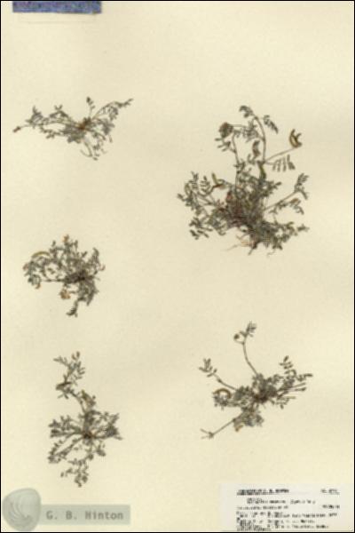 URN_catalog_HBHinton_herbarium_21931.jpg.jpg