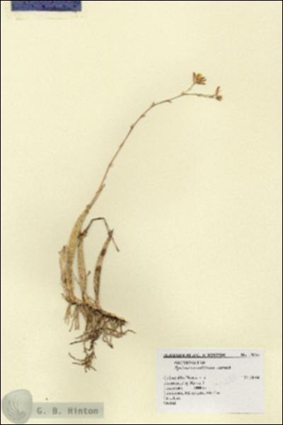 URN_catalog_HBHinton_herbarium_13644.jpg.jpg