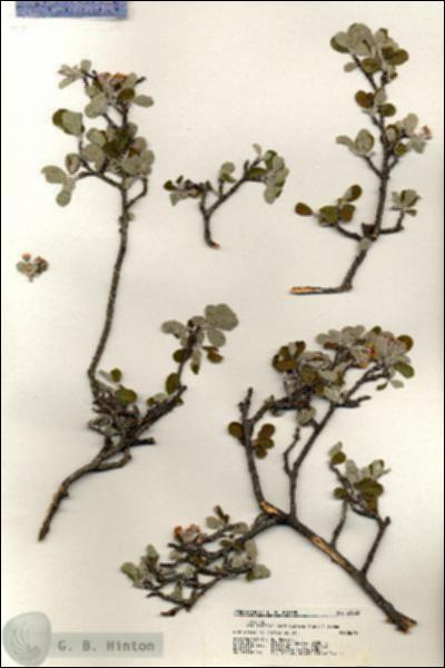 URN_catalog_HBHinton_herbarium_21022.jpg.jpg