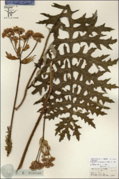 URN_catalog_HBHinton_herbarium_26714.jpg.jpg