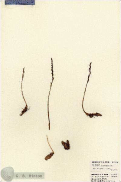 URN_catalog_HBHinton_herbarium_22636.jpg.jpg