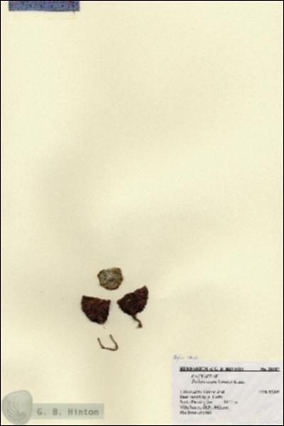 URN_catalog_HBHinton_herbarium_26907.jpg.jpg
