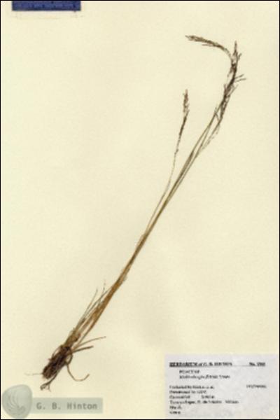 URN_catalog_HBHinton_herbarium_1565.jpg.jpg