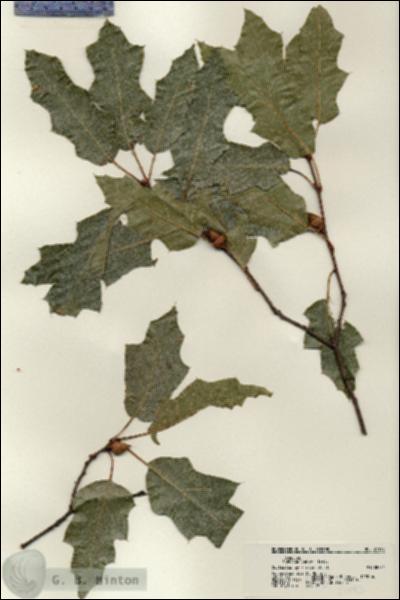 URN_catalog_HBHinton_herbarium_21195.jpg.jpg