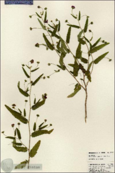 URN_catalog_HBHinton_herbarium_23867.jpg.jpg