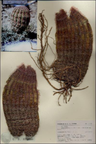URN_catalog_HBHinton_herbarium_27146.jpg.jpg