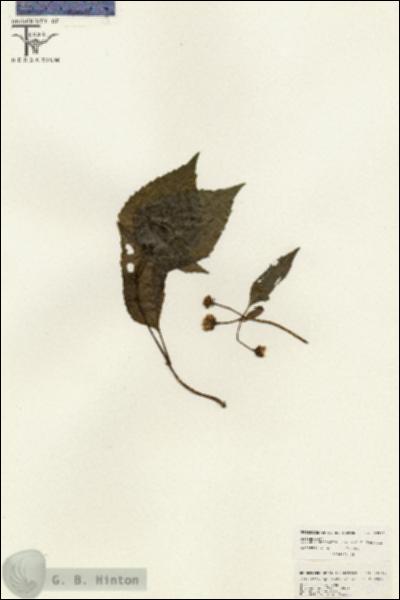 URN_catalog_HBHinton_herbarium_26512.jpg.jpg