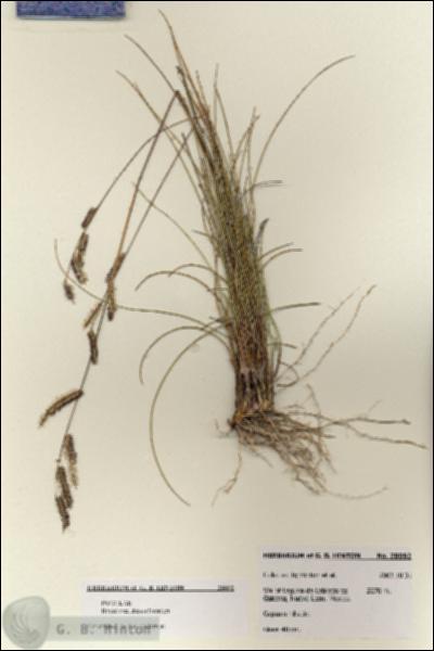 URN_catalog_HBHinton_herbarium_28092.jpg.jpg