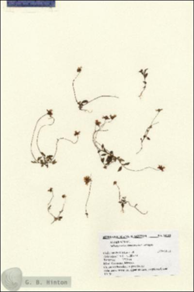 URN_catalog_HBHinton_herbarium_14788.jpg.jpg