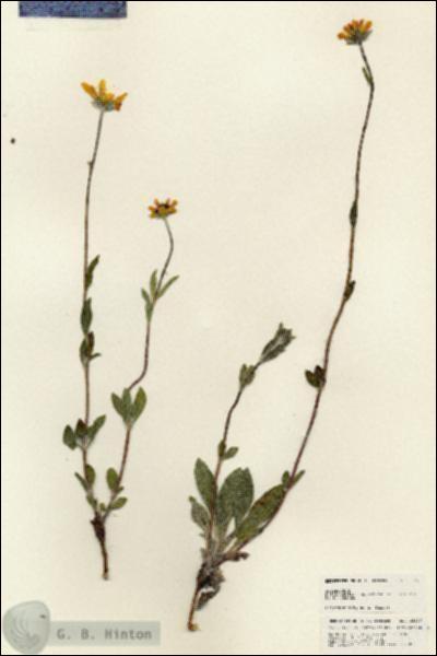 URN_catalog_HBHinton_herbarium_25376.jpg.jpg