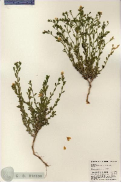 URN_catalog_HBHinton_herbarium_24734.jpg.jpg